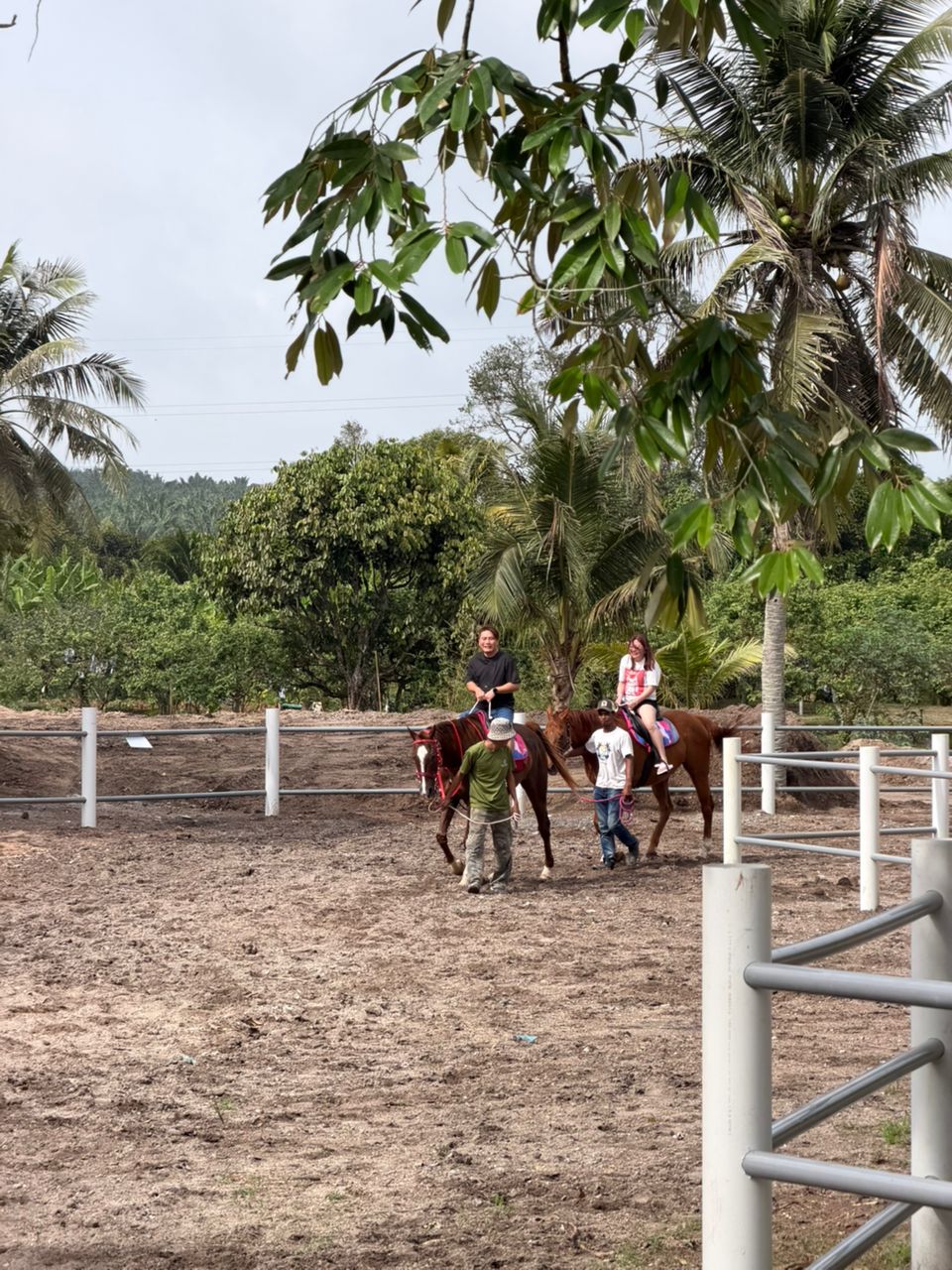 Desaru Fruit Farm Horse Riding Experience
