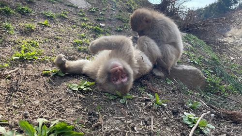 Green Season Snow Monkeys: Baby Monkeys & Scenic Forest Walk Day Tours