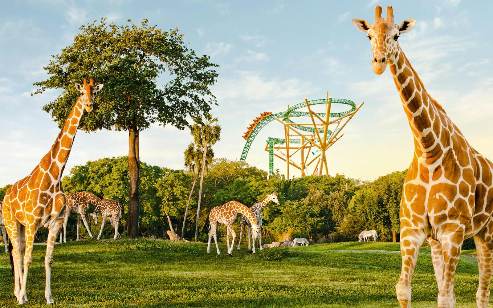 Aquatica Orlando 4-Park, 14-Day Unlimited Visits + Free Parking