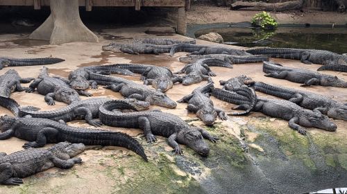 Alligator Bay