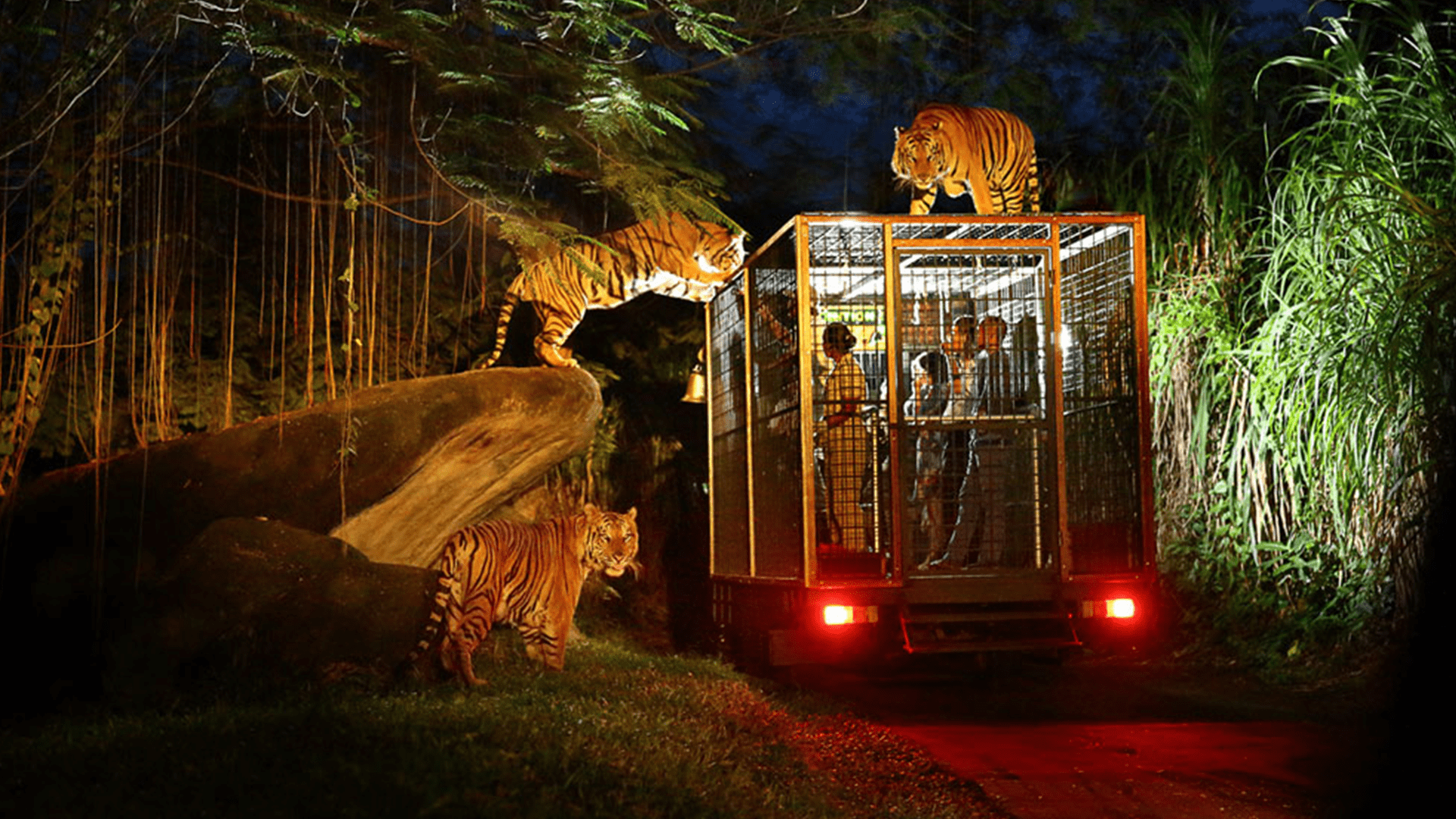 Night Safari (Safari Malam)