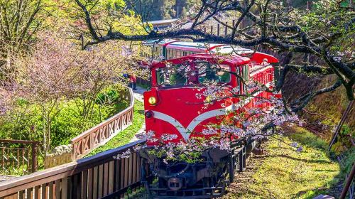 Alishan National Forest Recreation Area + Sisters Pond + Shouzhen Temple + Giant Trees + Small Train one-day tour Day Tours