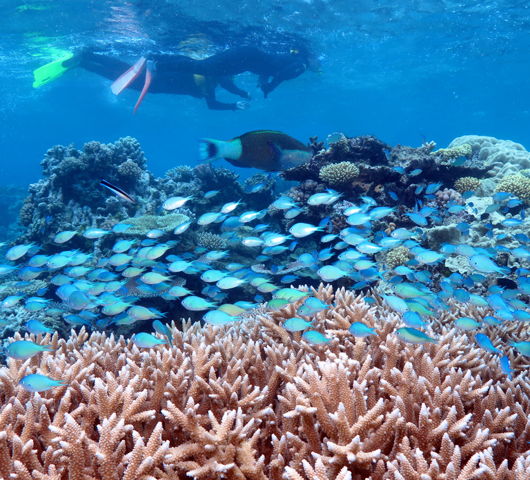 Port Douglas: Silversonic Great Barrier Reef Dive & Snorkel