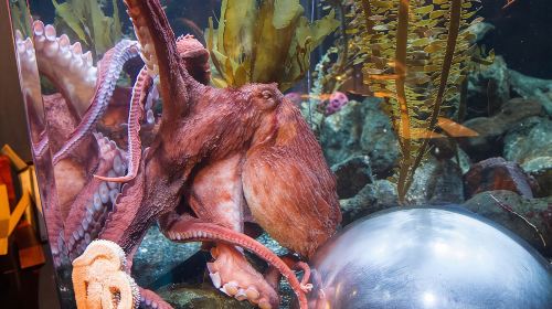 Aquarium of the Bay General Admission Ticket