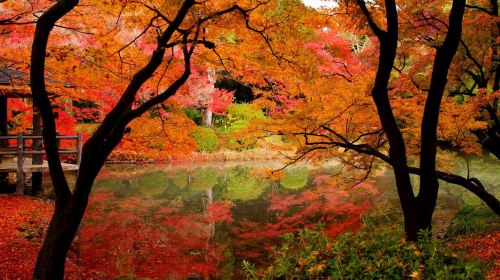 Kyoto: Customizable 4-Hour World Heritage Sites Tour Day Tours