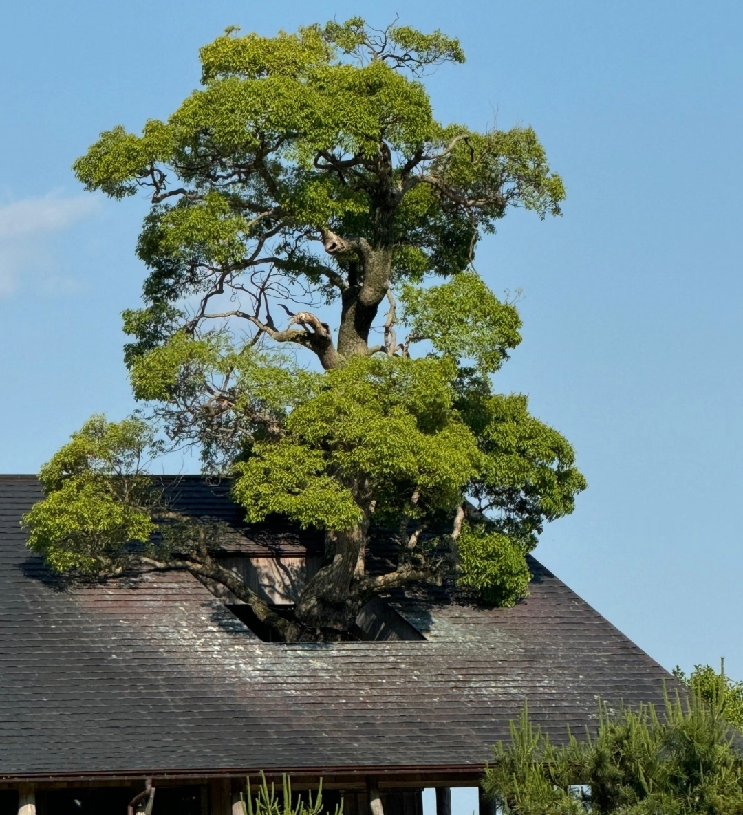 Four Seasons Biwa Lake & La Collina Omihachiman & Nara 1-Day Tour
