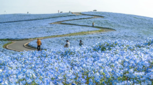 Japan's top 3 light shows: 1-day tour to Hikari no Hanazono Garden & Ibaraki's red kochia fields