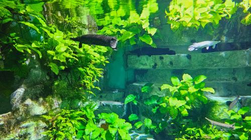 Aquarium of Lyon