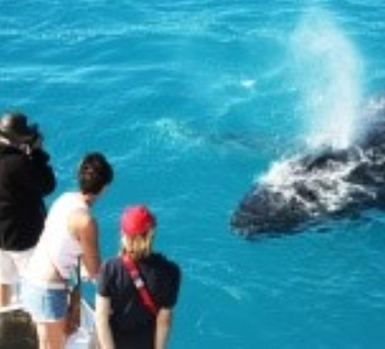Broome: Whale Watching & Sunset Cruise
