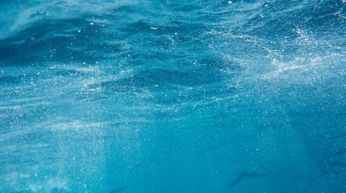 Moalboal Sardine Run