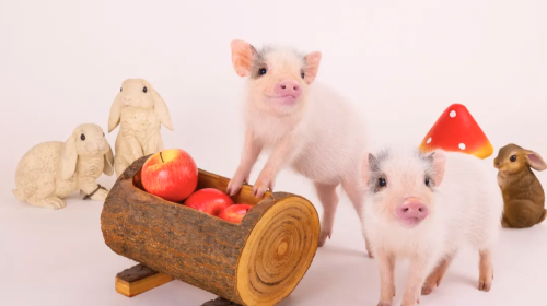 mipig cafe AEON Mall Sapporo Hassamu Popular Healing Pig Cafe Interactive Experience