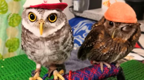 Animal Encounter Cafe: Hedgehogs, Owls & Monkeys in Tokyo