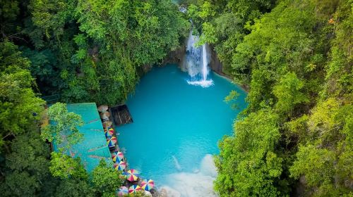 Cebu: Oslob Whale Shark Watching + Badian Kawasan Falls canyon adventure 1-day tour