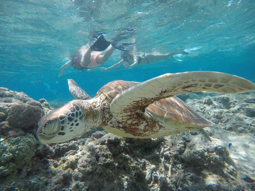 Snorkling tour in gili air island Lombok