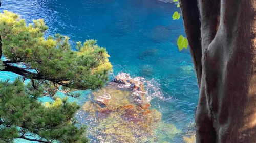 Private chartered tour in Tokyo and Izu to Mt. Omuro + Jogasaki Coast + Cactus Park. Customizable itinerary