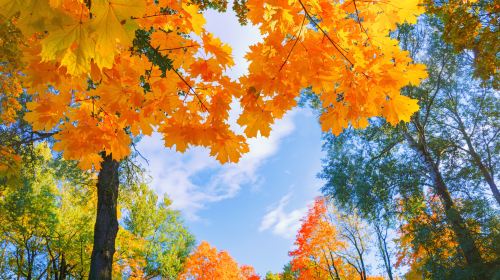 Nami Island + Gangchon Railbike One Day Tour (Depart from Seoul) Day Tours