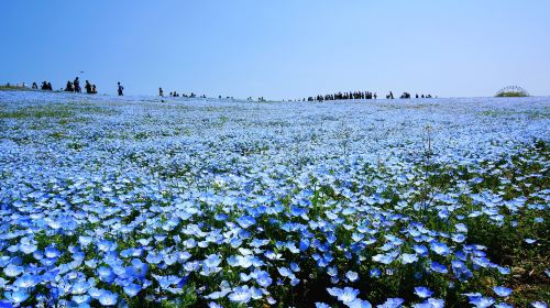 Hitachi Seaside Park