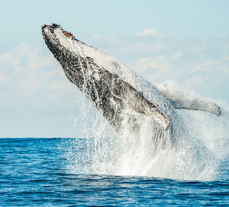 Byron Bay: Whale Watching Cruise with a Marine Biologist