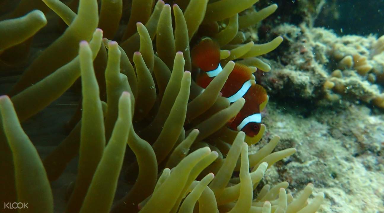 Gaya and Sapi Island Discover Scuba Diving Tour from Kota Kinabalu