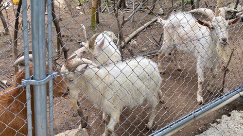 Shirotori Zoo