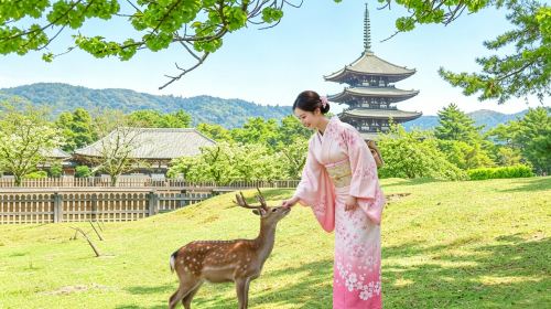 Kyoto Nara Uji 1-day Tour – Fushimi Inari Taisha & Nara Park & Byodoin Temple in Uji
