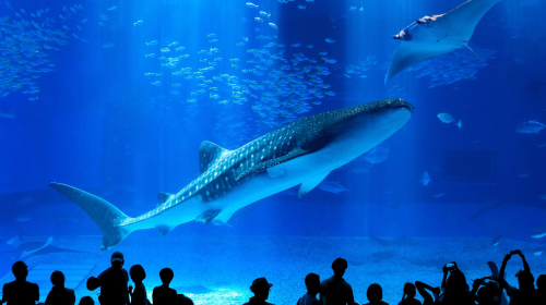 Private Charter & Transfer Service at Naha Airport, Okinawa with Multilingual Driver