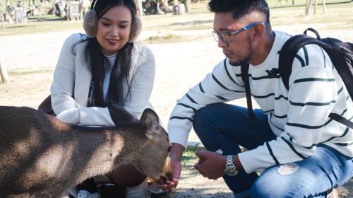 Nara: Private Walking Tour from Osaka Day Tours