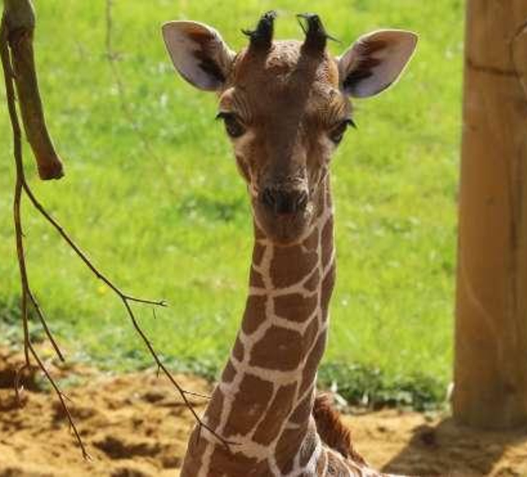 Dunstable: Whipsnade Zoo Full-Day Entrance Ticket