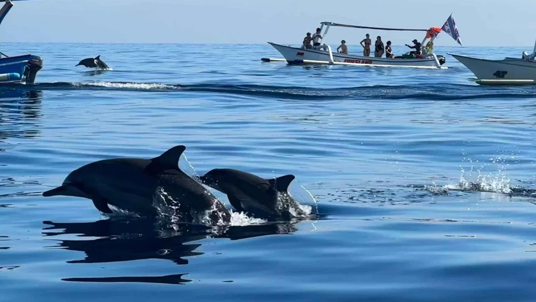 Saraswati Lovina Dolphin Tour – Sunrise & Wildlife Adventure