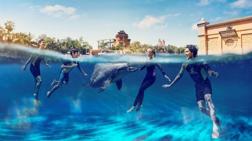 Dubai Dolphin Bay Atlantis Aquaventure