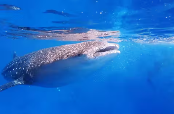 Oslob Whale Shark Watching