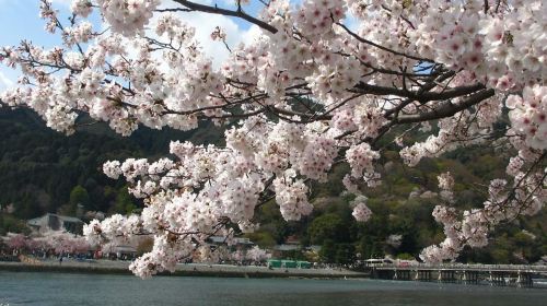 Kyoto: Guided Sightseeing Bus Tour in Japanese Day Tours