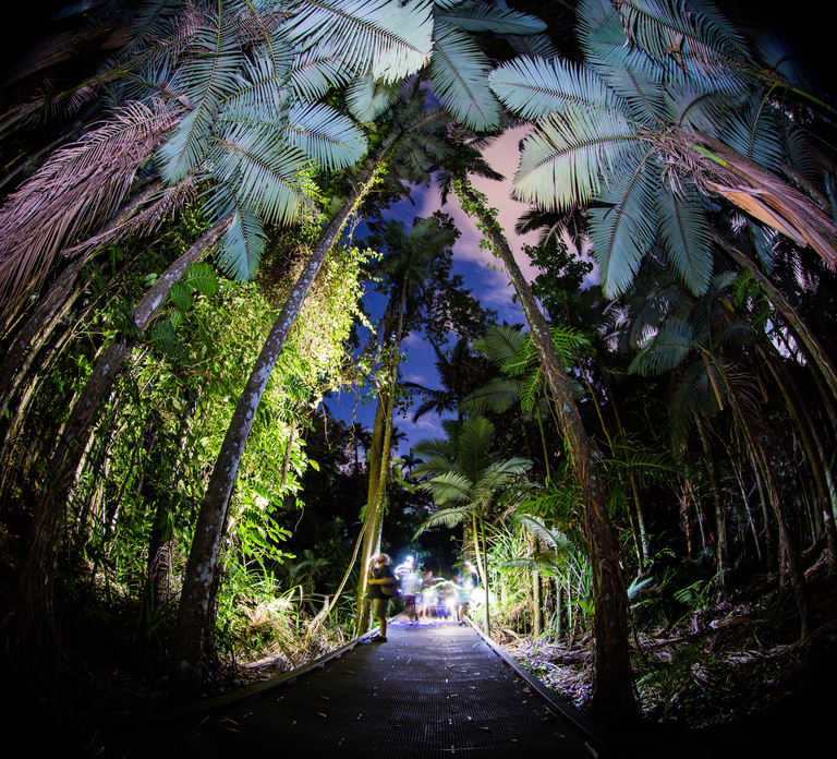Cairns: Night Walk in Cairns Botanic Gardens