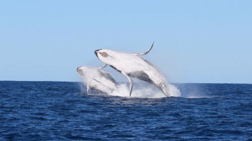 Sydney Whale Watching Cruise Half Day Tour