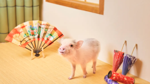 Popular and therapeutic piglet cafe interaction experience