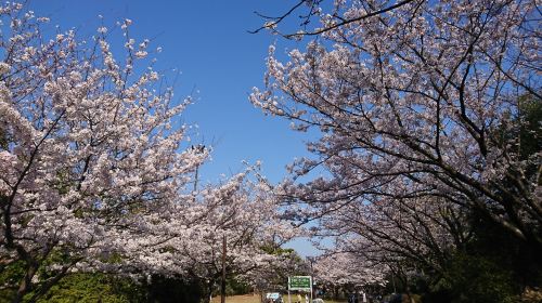 Kasai Rinkai Park Diamond and Flower Ferris Wheel Ticket