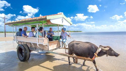 8-Hour Kayaking: Iriomote Island & Baras Island Snorkeling & Mangrove SUP or Kayaking Day Experience
