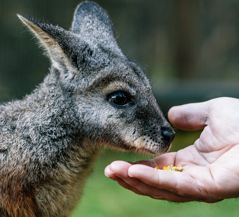 Moonlit Sanctuary Conservation Park Entry Ticket
