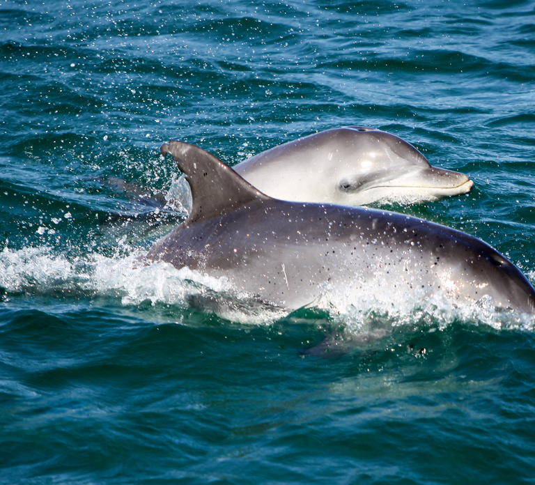 Port Stephens: Dolphin Watching Cruise