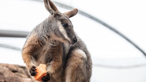 WILD LIFE Sydney Zoo