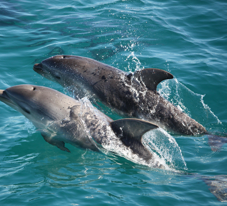 Sorrento,Mornington Peninsula: Wildlife & Sightseeing Cruise