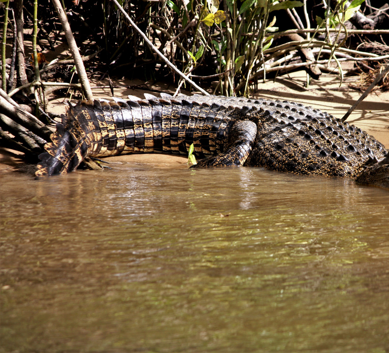 Cairns: Daintree Rainforest Wildlife Experience Cruise