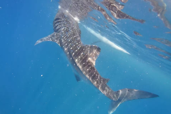 Oslob Whale Shark Watching