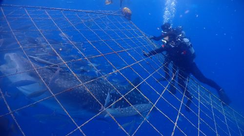 1-hour certified scuba diving in Okinawa, Japan
