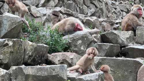 Green Season Snow Monkeys: Baby Monkeys & Scenic Forest Walk Day Tours