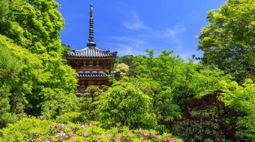Nara Park + Uji 1-day tour, feed adorable deer, taste matcha, admire maple leaves