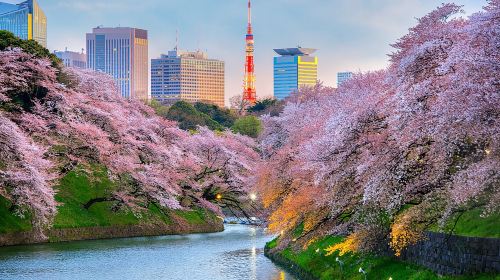 Tokyo Private Tour by Vehicle with English-Speaking Chauffeur Day Tours