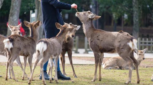 Nara: Enjoy the Highlights of Nara in 3 Hours Day Tours