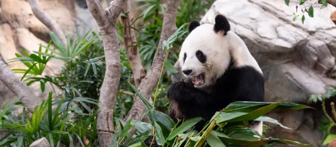 Ocean Park Panda Adventure