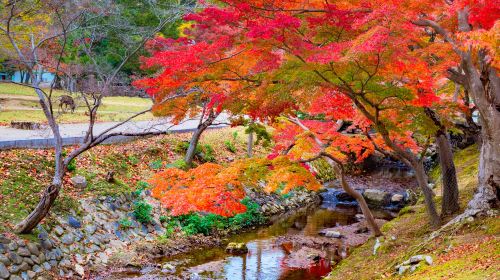 Osaka & Kyoto Must-Visit Attractions – Wishes at Katsuo-ji